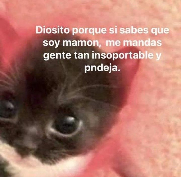 GatitoDepresion's tweet photo. https://t.co/7oPGYVKKFI