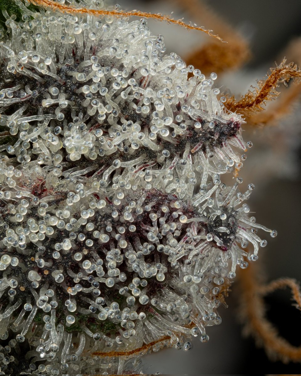 Dante's Inferno

Grown by <a href="/GrindCannabisCo/">Grind Cannabis Co</a> 

Bred by <a href="/Tikimadman1/">Tikimadman</a> x Clearwater Genetics

Sheeeeeesh... Enjoy.