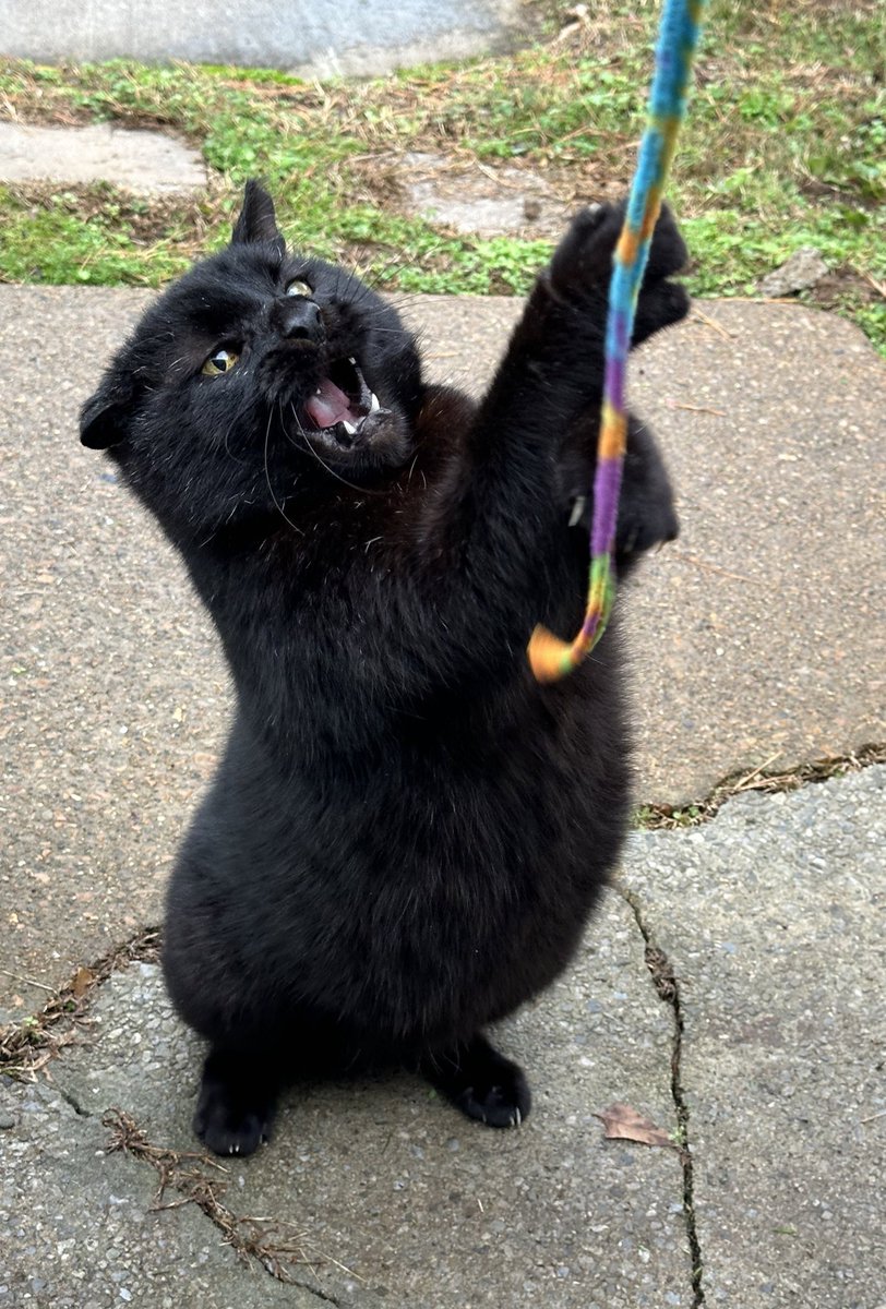 ReaganAndWonky's tweet image. KWIK!!! ⚠️‼️ TO THE HELLOCOBBER!! ‼️🆘⚠️

#WonkyWednesday