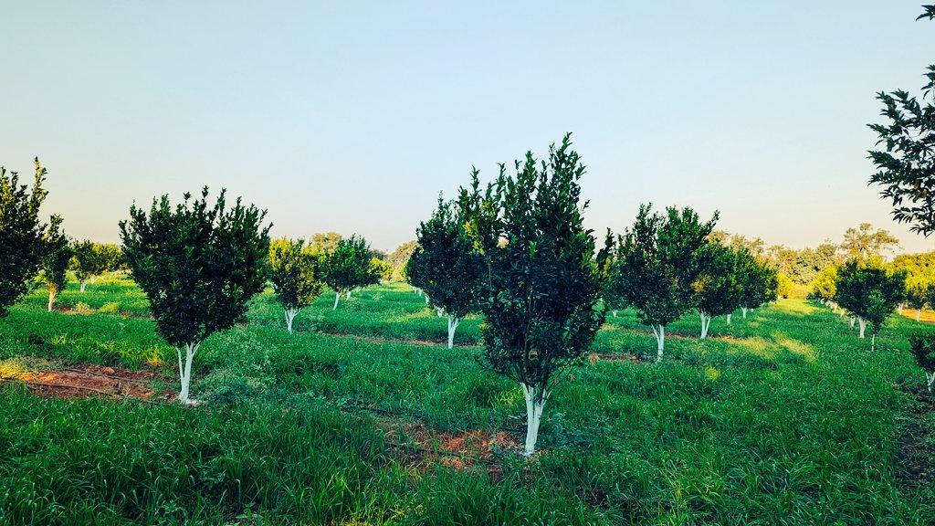 "Visited an inspiring orange farm in Borgaon village, #Pandhurna district, #MadhyaPradesh where 100% natural farming is practiced. No chemical inputs, just pure, sustainable agriculture at its best! 🍊🌱 #NaturalFarming #Sustainability"