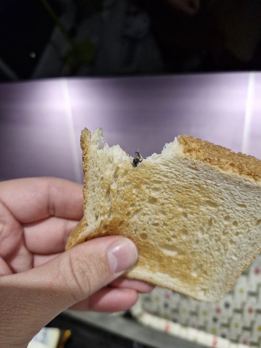 DenisParadiz's tweet photo. @mercator_sl v Mercator Toastu serijske L241127 imate veliko dodatnih proteinov, očitno je v batch ušel roj muh. Pomoje bi bilo fajn umaknt iz prodaje. Kupljen v Mercatorju nasproti Kina Šiške https://t.co/ngJ71ktWPM