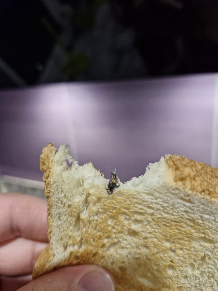 DenisParadiz's tweet photo. @mercator_sl v Mercator Toastu serijske L241127 imate veliko dodatnih proteinov, očitno je v batch ušel roj muh. Pomoje bi bilo fajn umaknt iz prodaje. Kupljen v Mercatorju nasproti Kina Šiške https://t.co/ngJ71ktWPM