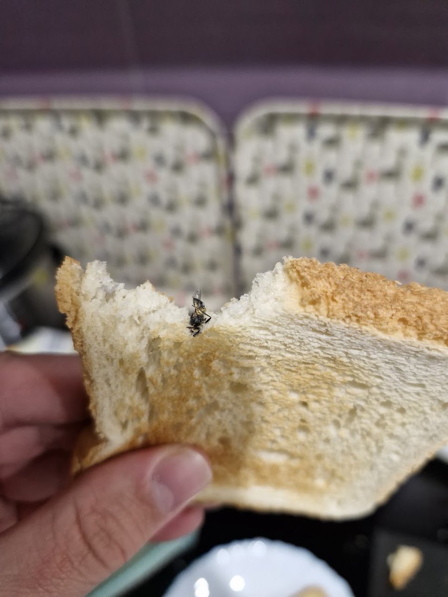 DenisParadiz's tweet photo. @mercator_sl v Mercator Toastu serijske L241127 imate veliko dodatnih proteinov, očitno je v batch ušel roj muh. Pomoje bi bilo fajn umaknt iz prodaje. Kupljen v Mercatorju nasproti Kina Šiške https://t.co/ngJ71ktWPM