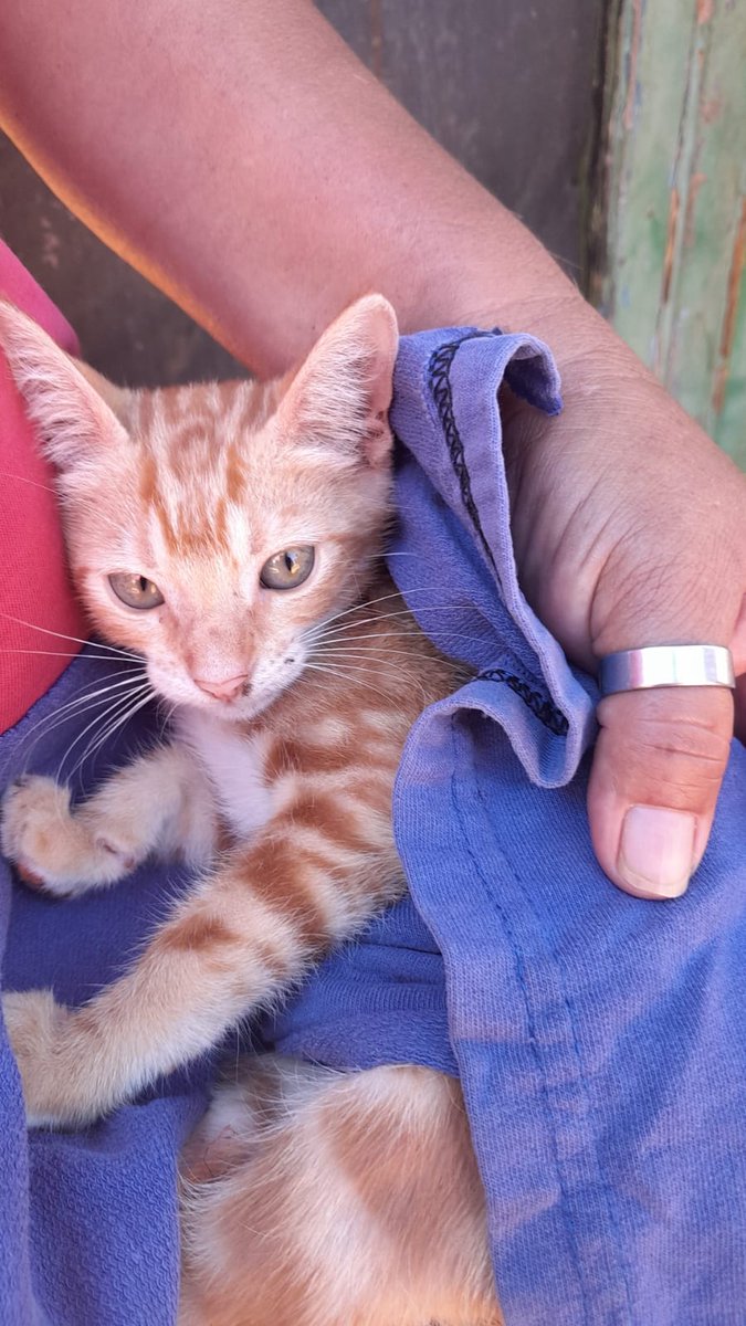 JazminArevalos2's tweet image. Urgente llevamos a este gatito a la vete ! Habilitamos cuenta para poder pagar,no hubo tiempo para publicar primero,ya le estabilizaron y va entrar en cirugía,lloraba de dolor!  Alias C.I 2811759 no nos abandonen x favor,ayúdenme a salvar la vida del gatito! Tiene 3 meses maximo!