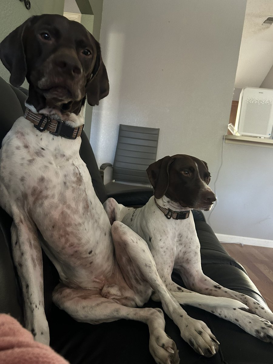 petermanlacey1's tweet photo. @fortworthpd I’m so sorry! Mom of two GSP’s in Denton. They absolutely steal your heart. Our condolences to beautiful Ajax and thank you for your service. ~Charles P. And Joy Lisa. https://t.co/A6SADcTo5y