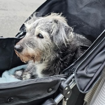 millypod1's tweet photo. 🆘11 DEC 2024 #Lost SPIKE #ScanMe
ELDERLY Jack Russell Cross Male
Very elderly, hearing loss, wobbly on feet, deaf &amp; bad eyesight. Very friendly  PLEASE SHARE.
Went missing on River Path opposite Rowing Club, #Marlow #Bucks #Buckinghamshire #SL7 at 9.45am
https://t.co/qM3XNHhJCN https://t.co/IrxuMprWM3