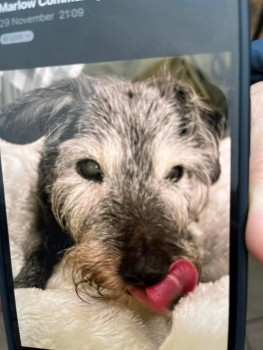 🆘11 DEC 2024 #Lost SPIKE #ScanMe
ELDERLY Jack Russell Cross Male
Very elderly, hearing loss, wobbly on feet, deaf &amp; bad eyesight. Very friendly  PLEASE SHARE.
Went missing on River Path opposite Rowing Club, #Marlow #Bucks #Buckinghamshire #SL7 at 9.45am
doglost.co.uk/dog-blog.php?d…