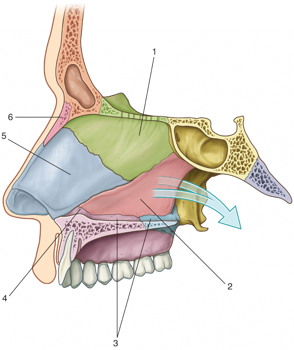 PasionAnatomia's tweet photo. Repasamos los elementos del #TabiqueNasal
📌1 Lámina perpendicular del #etmoides
📌2 #Vómer
📌3 Cresta nasal de los huesos #maxilar y #palatino
📌4 Cresta incisiva del maxilar
📌5 #Cartílago del tabique nasal
📌6 #HuesoNasal
📚Gray. Flashcards de Anatomía © 2022 Elsevier España https://t.co/ubh68YWtGR