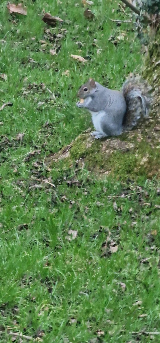 Today we made our own Christmas cards and had our walkabout group at crumpsall Park where we fed the squirrels monkey nuts 🐿🐿🐿 <a href="/ChristineE_OT/">Christine 🌻</a> <a href="/AnnJinOT/">Ann in OT North View</a> <a href="/GMMH_NHS/">Greater Manchester Mental Health</a> <a href="/BhandaryNishan/">nishan bhandary</a>