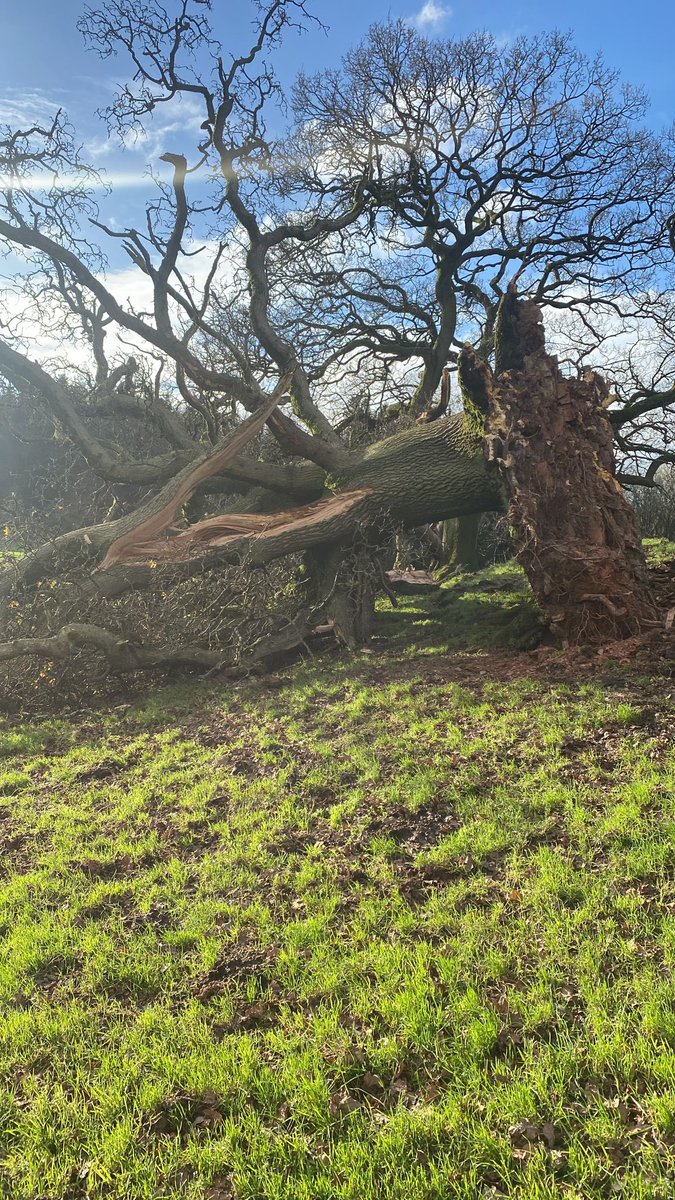 Poor old Oak , prize tree suffered at the hands of the storm on Saturday night ☹️☹️💨💨