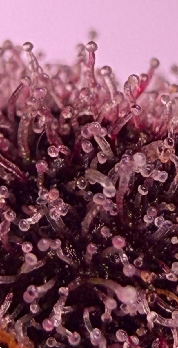 jmo22966085's tweet photo. The #ForbiddenJelly jelly i found a little over two years ago out of a six pack of seeds from #inhousegenetics bought through #Brotanicalgardens is insanely good It’s still my favorite and I have some incredible cultivars, some of my cuts have sold in the recent past for upwards of $3000 a cut and this one is right up there with the quality, if not better. The Jelly is smelly. 😄
