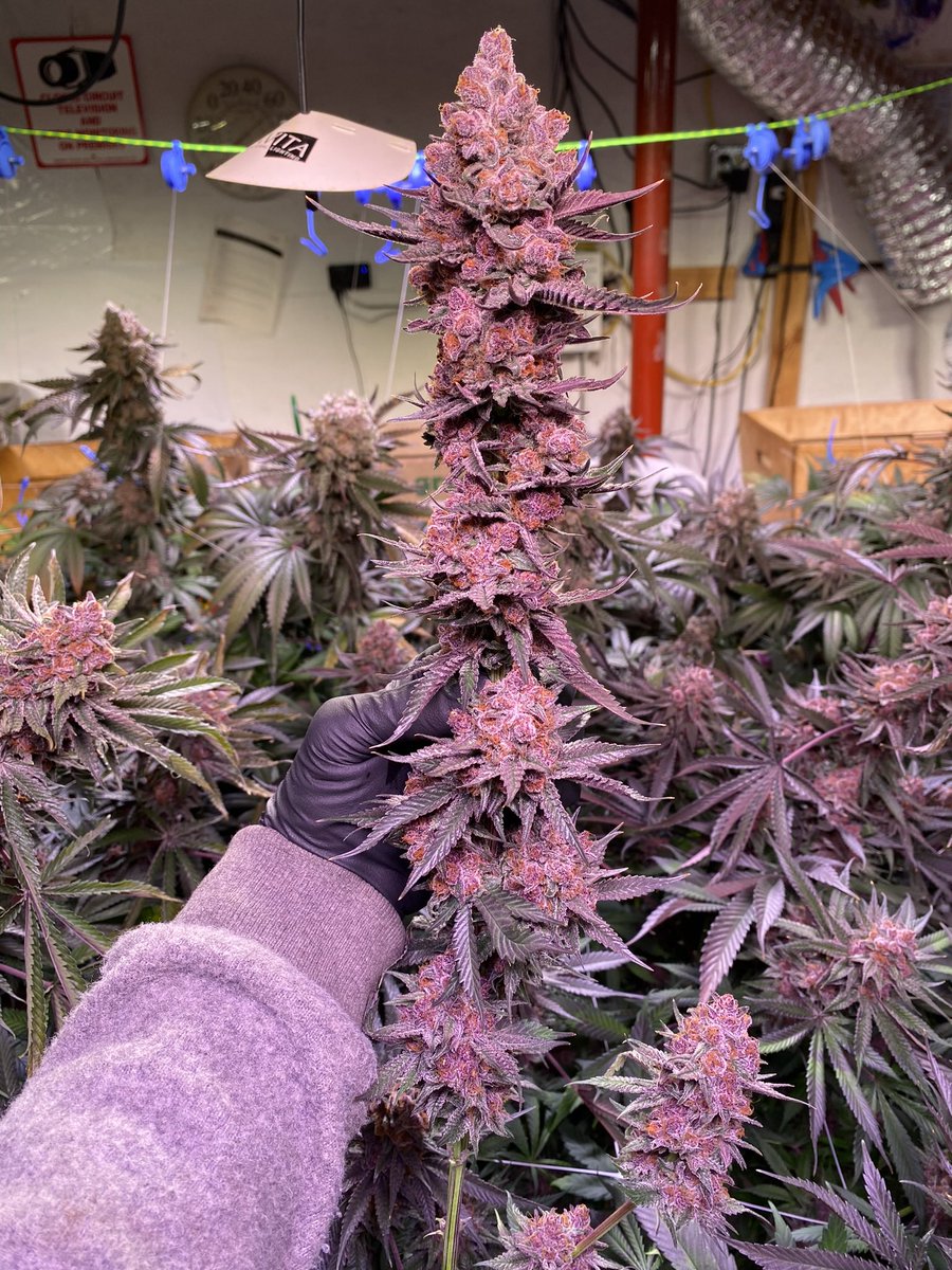 jmo22966085's tweet photo. The #ForbiddenJelly jelly i found a little over two years ago out of a six pack of seeds from #inhousegenetics bought through #Brotanicalgardens is insanely good It’s still my favorite and I have some incredible cultivars, some of my cuts have sold in the recent past for upwards of $3000 a cut and this one is right up there with the quality, if not better. The Jelly is smelly. 😄