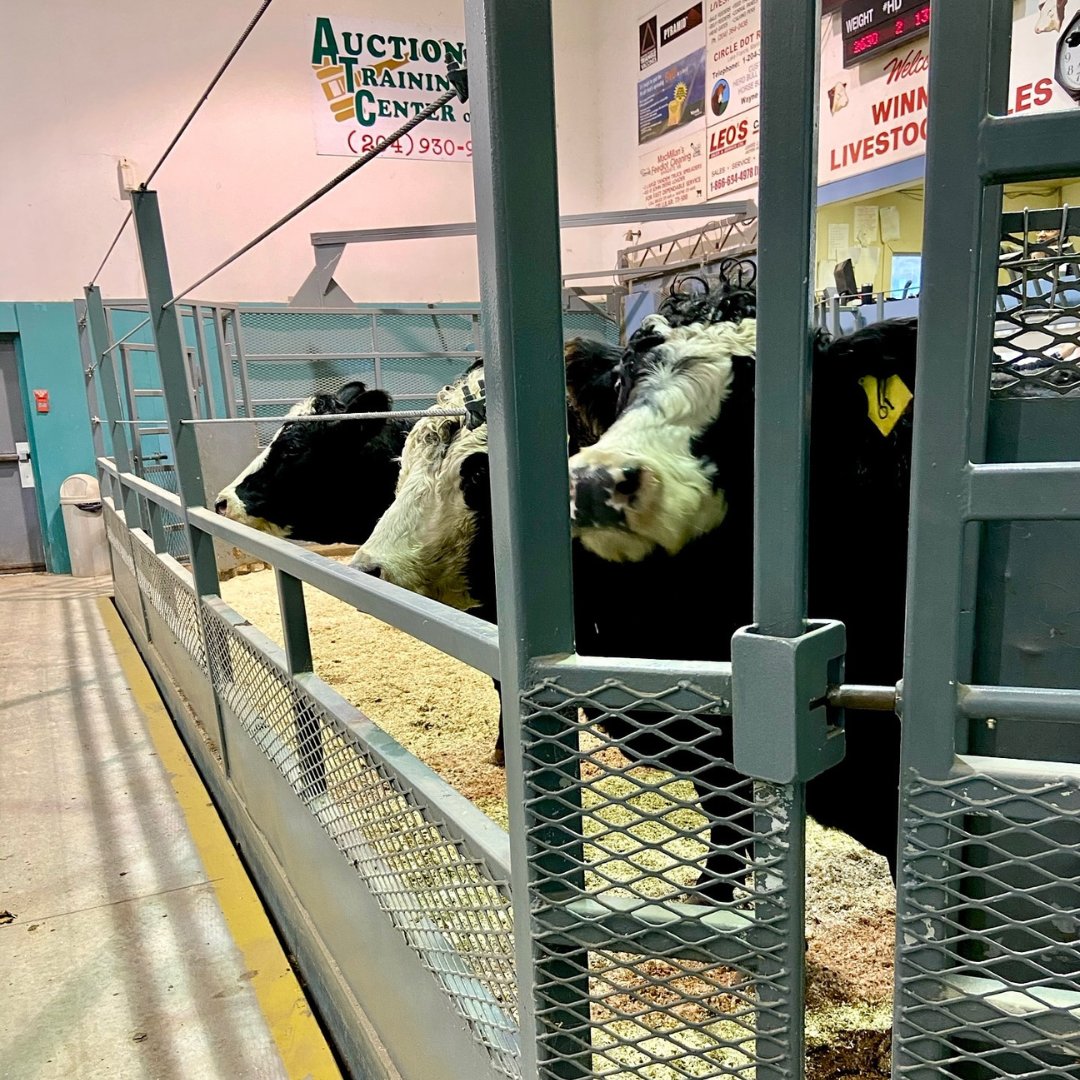 MASC_MB's tweet photo. Are you attending the Butcher & Feeder sale at the Winnipeg Livestock Auction Mart (Friday, December 13 at 9 a.m.)? Stop by for a free coffee and chew the fat with MASC’s Jeff and Cole! #MASCLoans #MBAg #MBBeef #MBBeefProducers | @ManitobaBeef @MBBeefandForage @MBForages https://t.co/r3cl9gCfjK