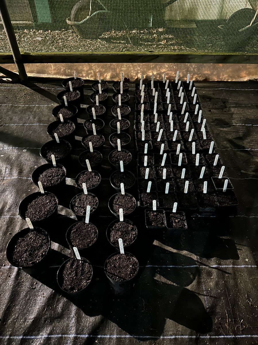 🪴🌱🫛 Lady Nuffield’s Gardener 🌷🌻 tweet media