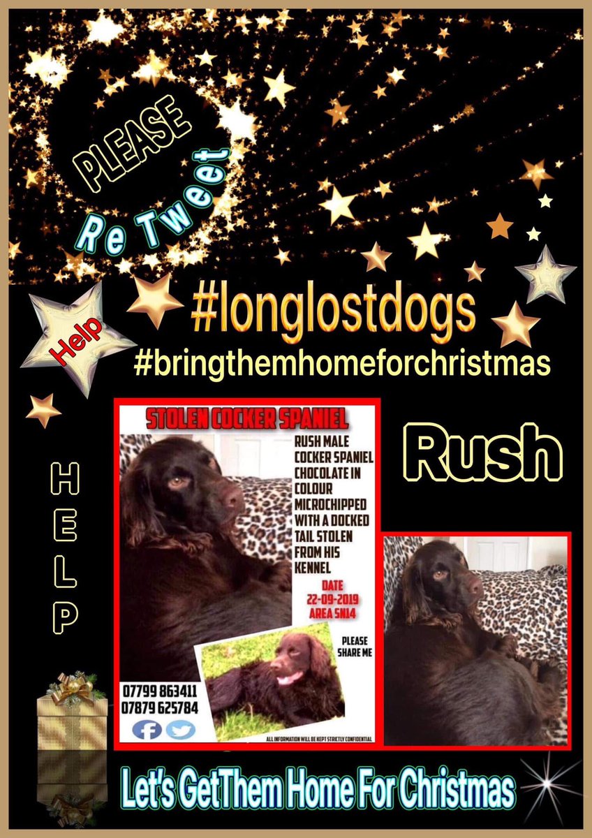 rosieDoc2's tweet image. #SpanielHour 

RUSH was his dads shadow 
Nothings been the same since he was taken from his kennel 
He was a #workingdog 
22/9/19
Chocolate / adult / male #CockerSpaniel 
DOCKED TAIL 

#bringhimhomeforchristmas 

@JacquiSaid @juliagarland73  @HunnyJax @RachaelB100