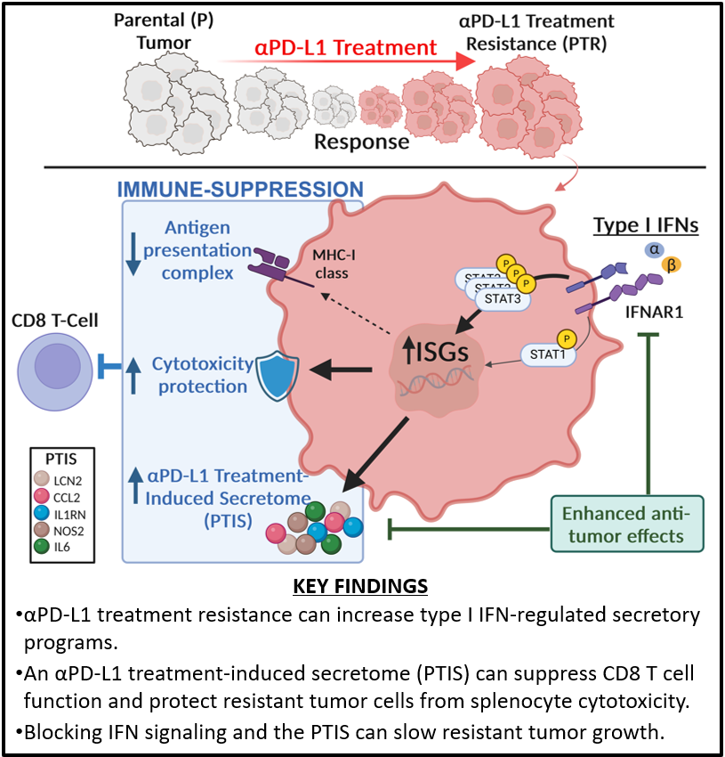 EbosLab's tweet photo. We found that the interferon-regulated secretory machinery in tumor cells is ‘rewired’ after acquired resistance to PD-L1 inhibition, altering the immune microenvironment and decreasing the tumor-killing ability of T cells. @RoswellPark #MedTwitter #Oncology #ImmunoOnc https://t.co/P0yYTmbjdJ