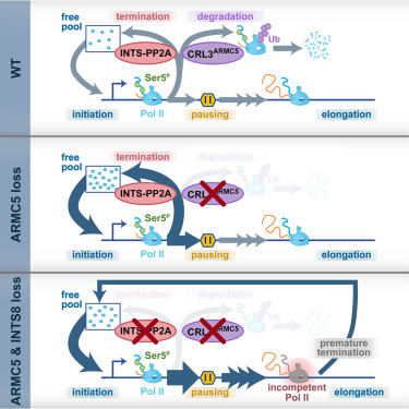 Online Now: CRL3ARMC5 ubiquitin ligase and Integrator phosphatase form parallel mechanisms to control early stages of RNA Pol II transcription dlvr.it/TGkWLH
