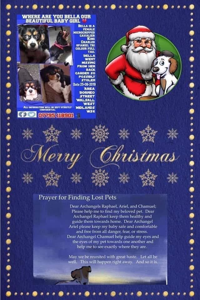 rosieDoc2's tweet image. #SpanielHour 

BELLA was taken from her garden 
Female chipped #CavalierKingCharles
Tri-colour 
25/8/19 #Walsall 
Beautiful BELLA where are you? 

#BringherhomeforChristmas 

@JacquiSaid @Eloquencealways @juliagarland73 @VetsGetScanning