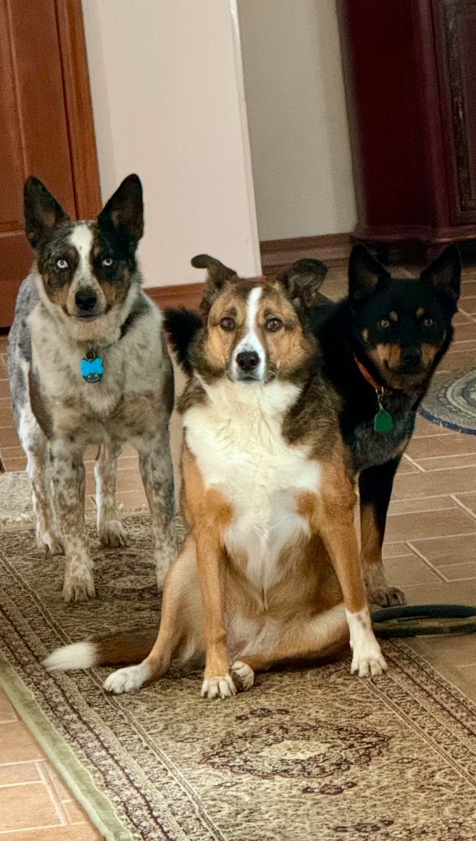 Mary 🔨 Reichard tweet media