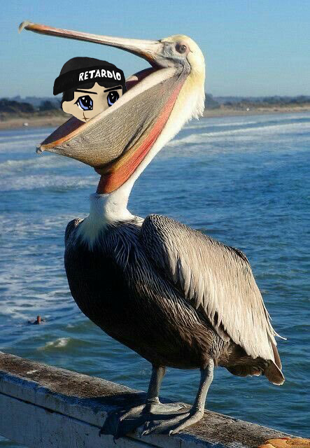 Yep, <a href="/lynk0x/">lynk</a> was eaten by a pelican