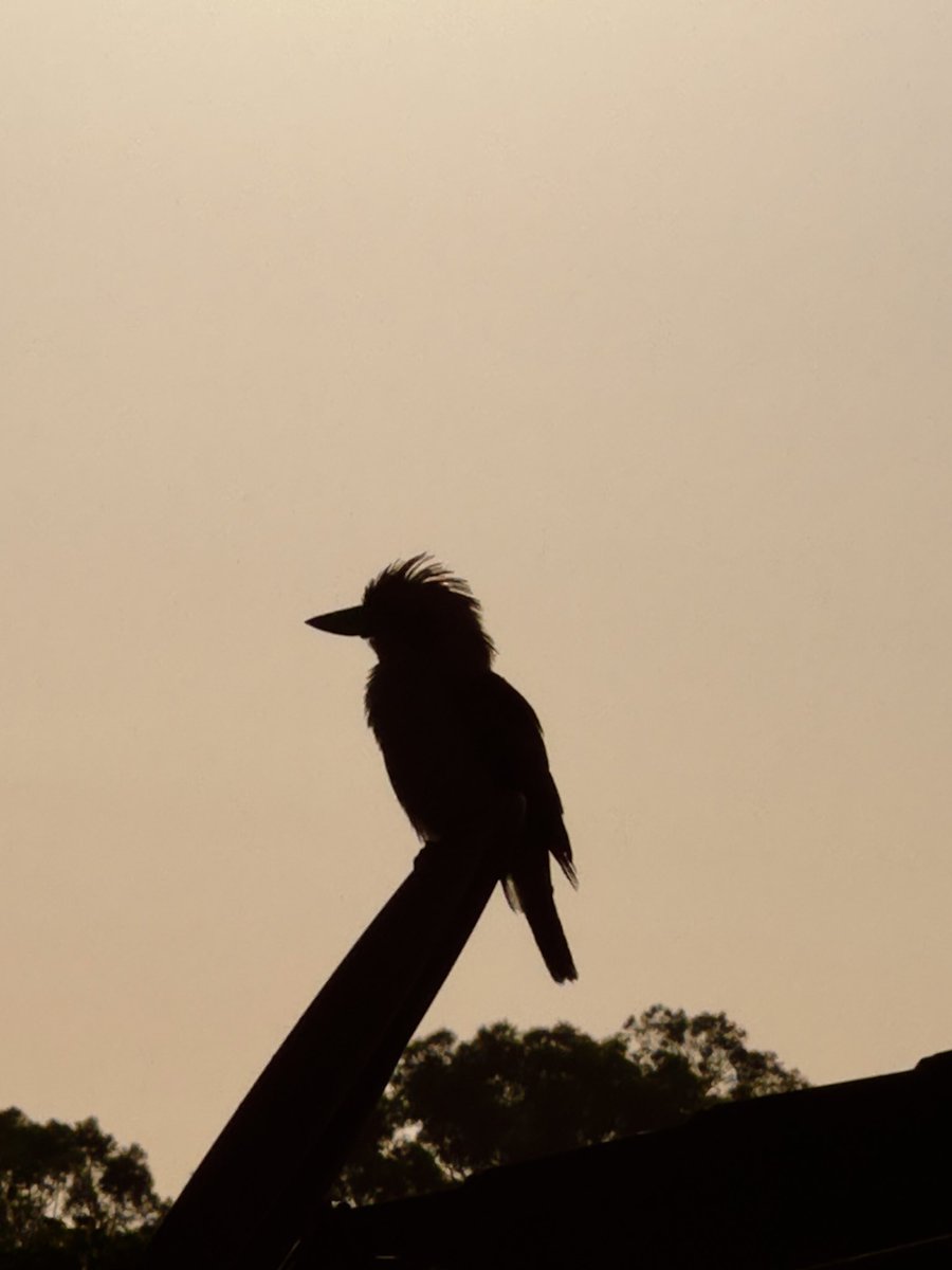 machlooper's tweet image. ‘Bad hair day’ 
It’s great to be up at dawn and see the wildlife. #thankful  
#Kookaburra #Queensland #Australia #Dawn