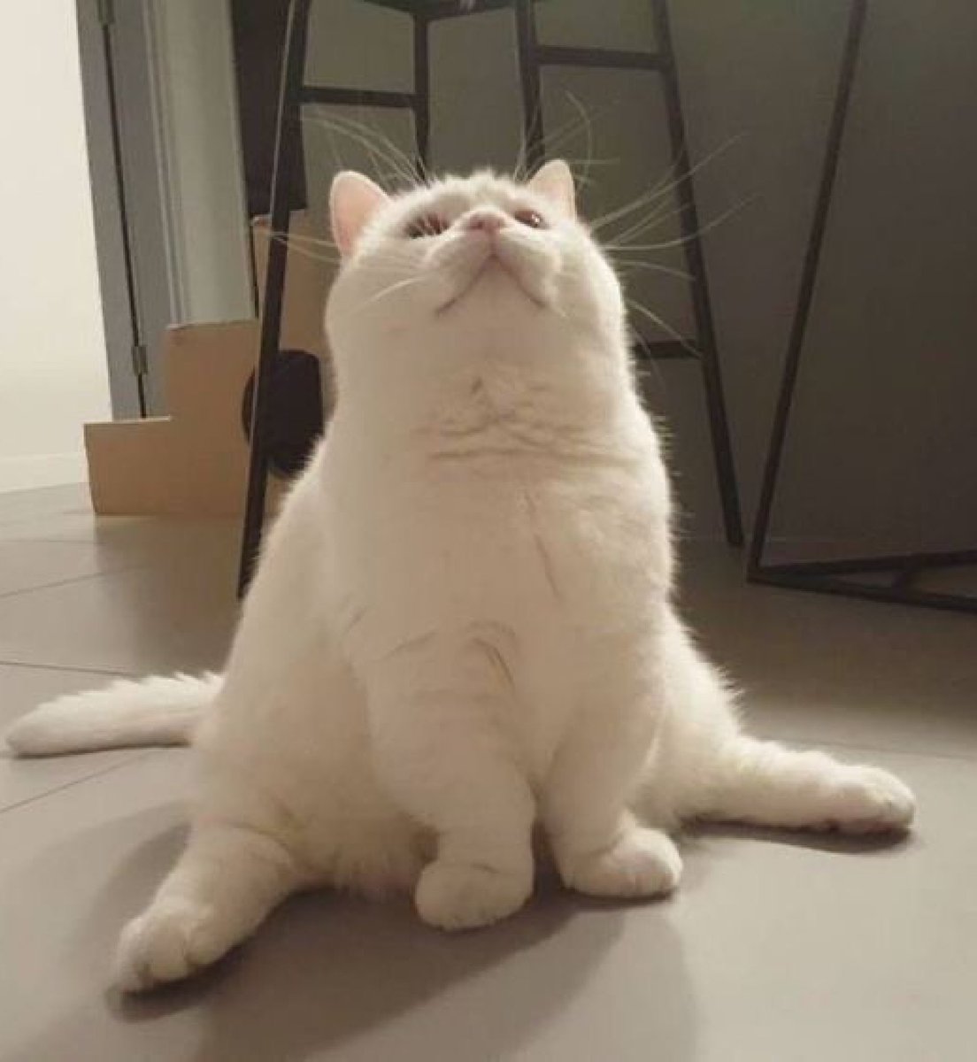 kapebeansies's tweet photo. sploot. https://t.co/A0SsRF5tLU