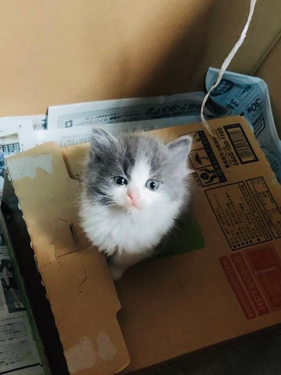 shingo_amamiya's tweet photo. 子猫を保護しました🐱

中学校に捨てられてたとのことです💦
大切に育てていただける里親さんを探しています。

ご検討いただける方はコメント残してください。よろしくお願いします。

拡散のご協力よろしくお願いします🙇 https://t.co/oDAf51Ji1o