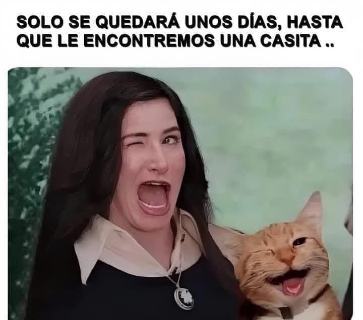 nacional_memes's tweet photo. 🐱 https://t.co/w2LmBGMwD3