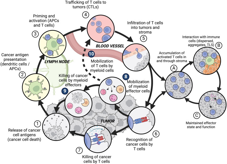 Myeloid effector cells in cancer dlvr.it/TGkhFv