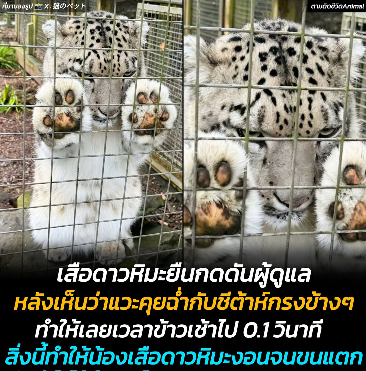 ตามติดชีวิตAnimal tweet media