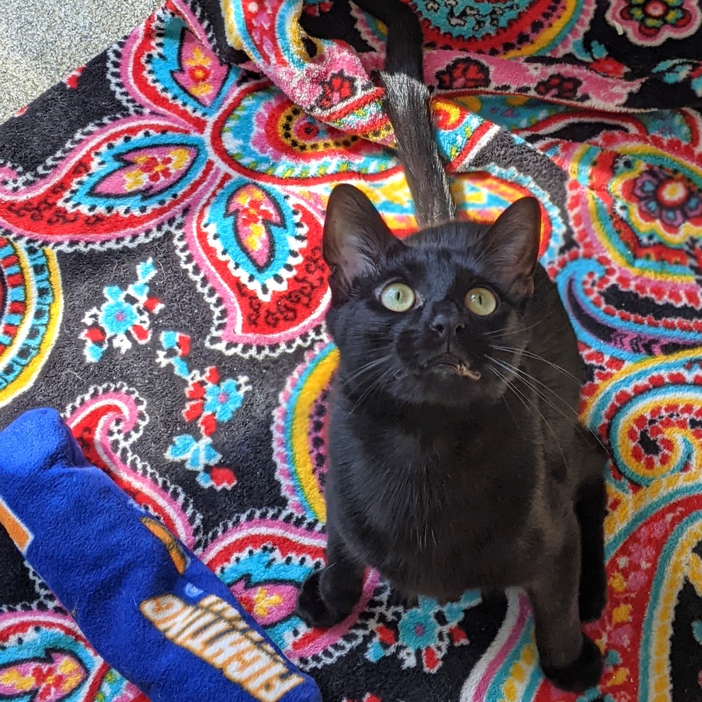 TreeHouseCats's tweet photo. Last week, 20 #TreeHouseCats were adopted, and 10 of them happened on Sunday, the day after our #LightsofLove celebration. 🌟
11 of these adoptions had waived fees, thanks to @bissellpets
#EmptyTheShelters #Adopt #ShelterCats #Cats #Chicago https://t.co/Y7OEotbIEG