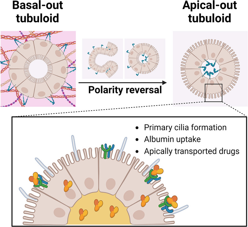 AggregateOA's tweet photo. Early View💡
"#Apical-out #Tubuloids for Accurate #Kidney #Toxicity Studies" by Gwang Lee & Sungsu Park et al. @Ajou_University @WileyBiomedical #nephrotoxicity #organoid
Check👉https://t.co/obE23KiwqQ https://t.co/92GNRCKyLd