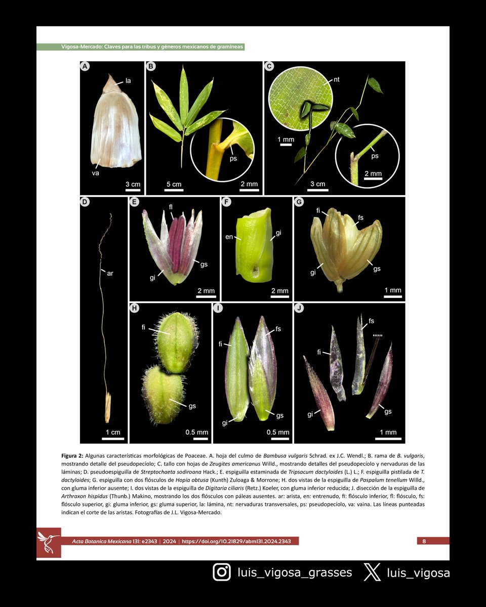 luis_vigosa's tweet photo. Me complace compartirles este artículo con claves para 30 tribus y 214 géneros de gramíneas mexicanas / I´m pleased to share with you this paper with keys for 30 tribes and 214 genera of Mexican grasses 

#botany #grasses #taxonomy 

https://t.co/osCsQbTfIY https://t.co/3PeHaRDaO2
