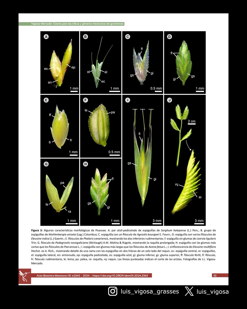 luis_vigosa's tweet photo. Me complace compartirles este artículo con claves para 30 tribus y 214 géneros de gramíneas mexicanas / I´m pleased to share with you this paper with keys for 30 tribes and 214 genera of Mexican grasses 

#botany #grasses #taxonomy 

https://t.co/osCsQbTfIY https://t.co/3PeHaRDaO2