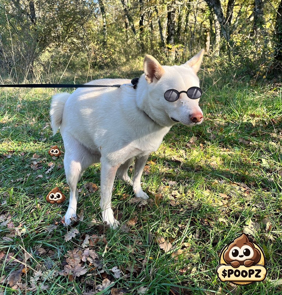 xDigitalDon17's tweet photo. Your dog just got #POOPz'd! 
$POOPZ on #MVX. https://t.co/fekEC7Iyk1