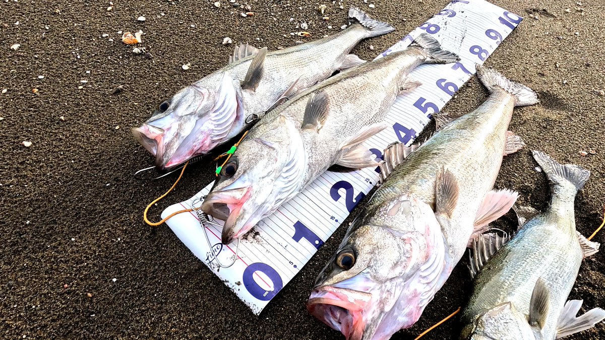 TaroTaro_2720's tweet photo. 友人との釣果。
本業(?)の鮎より一生懸命な秋冬シーバス。
釣りができればとりあえず釣れる鮎と違い、天候に非常に左右される釣りのため、良い日に何としてでも行きたい。
なので自ずと気合も入るのか。
#釣り #釣り好きな人と繋がりたい #シーバス #スズキ #ダイワ #shimano #daiwa #reath #fishing https://t.co/HlGyWE5m7z