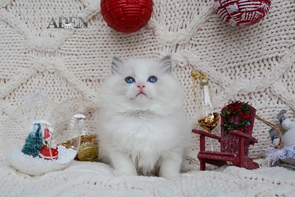 adenragdoll's tweet photo. Top TICA Registered Ragdoll Cats breeder in Ontario offering you unique Ragdoll Kittens. https://t.co/efFFVCuzLA