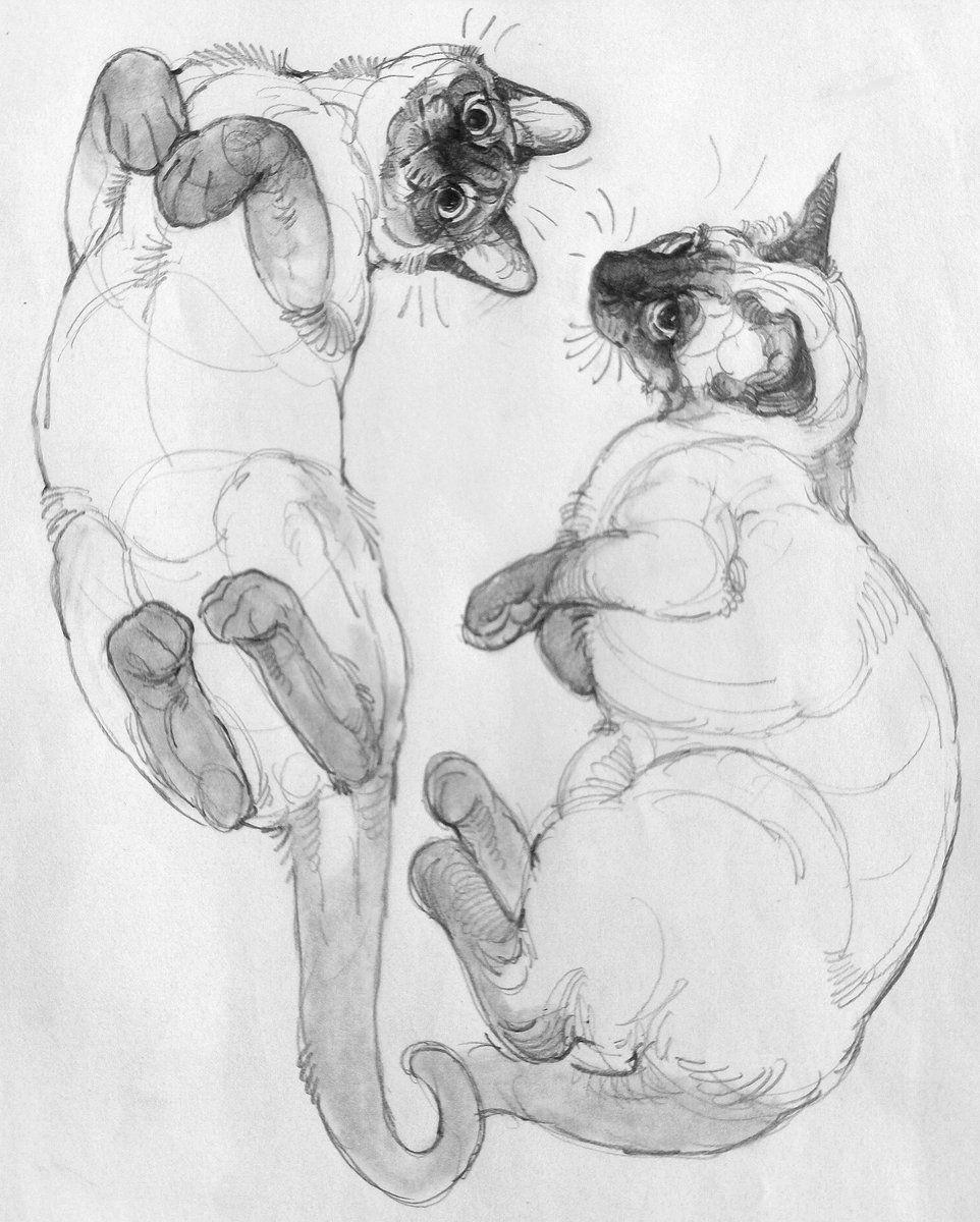These Siamese cats I drew while I was preparing for grad school, and I don't feel like I can draw this kind of demeanor anymore.