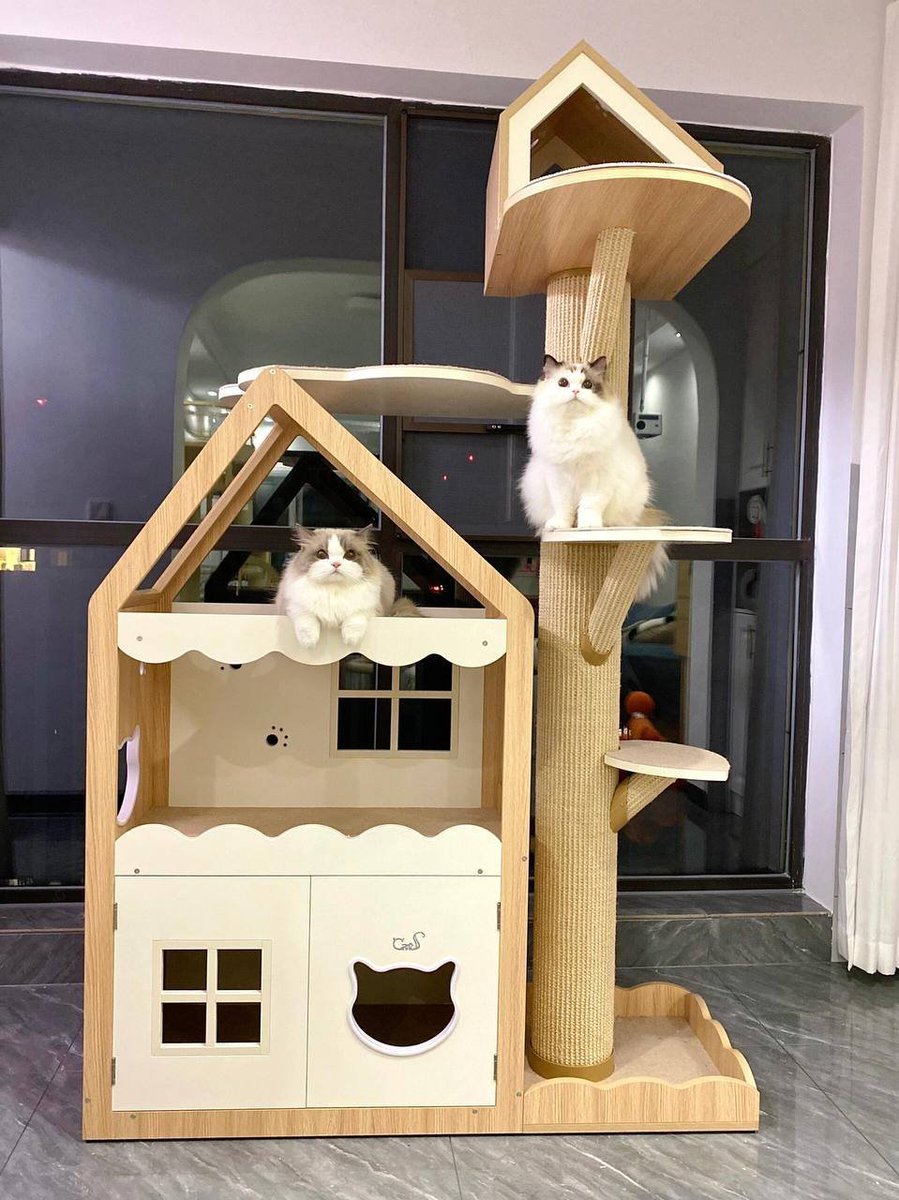 猫は、座るのに最も不便な場所を数学的に正確に計算することができます。😁