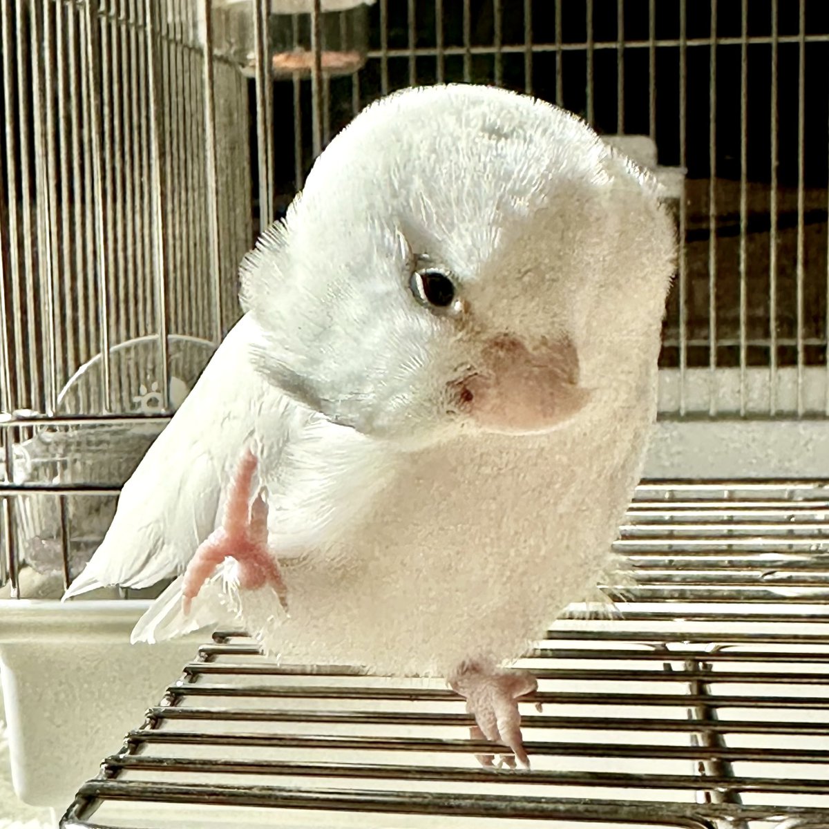 カキカキ

Itchy.

#マメルリハ
#マメルリハインコ
#インコ
#アメリカンホワイト