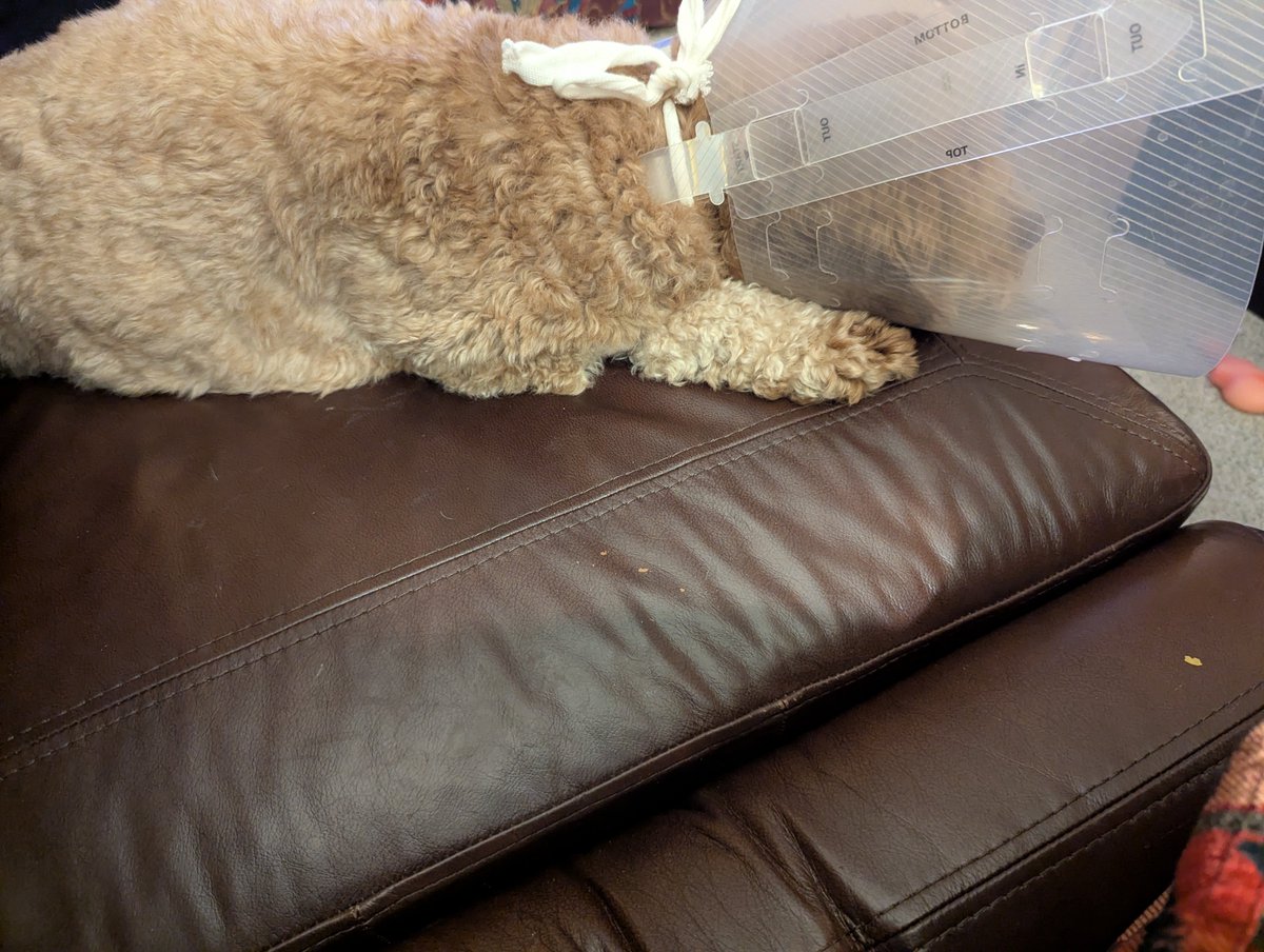 JPB11662's tweet photo. @adammarkowitzEA Truth. Dogs are so much better than people. #DogsOfTaxTwitter https://t.co/JnMF0WCV3A