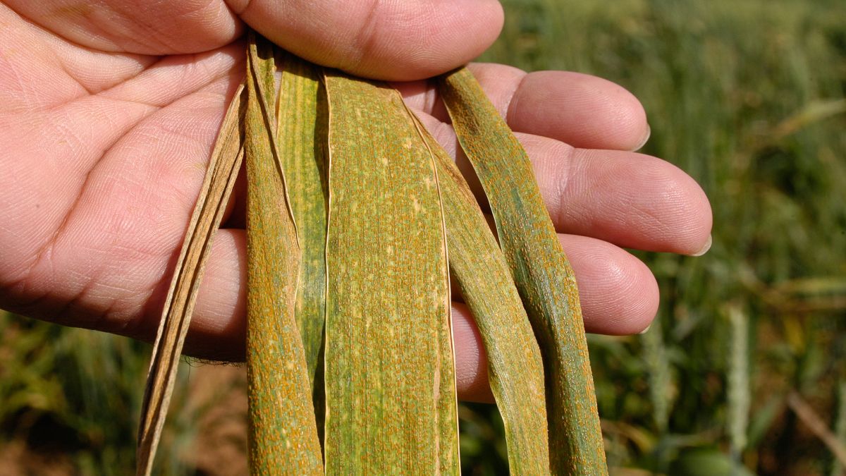 GRDC (@thegrdc) on Twitter photo Early detections point to a challenging year for #StripeRust if conditions persist.
That's the latest from <a href="/Sydney_Uni/">University of Sydney</a>'s Dr Mumta Chhetri & Professor Robert Park, who are urging growers to closely monitor weather in their area.
Read more 👉 bit.ly/4ir7iJy Early detections point to a challenging year for #StripeRust if conditions persist.
That's the latest from <a href="/Sydney_Uni/">University of Sydney</a>'s Dr Mumta Chhetri & Professor Robert Park, who are urging growers to closely monitor weather in their area.
Read more 👉 bit.ly/4ir7iJy