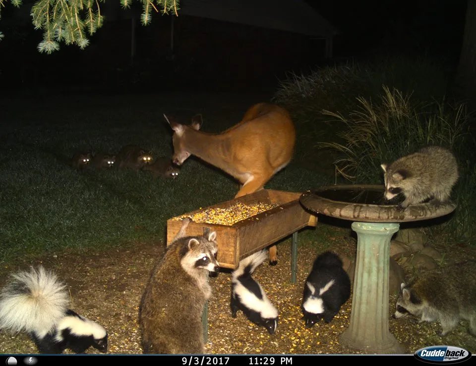 trailcam (@trail_cams) on Twitter photo 