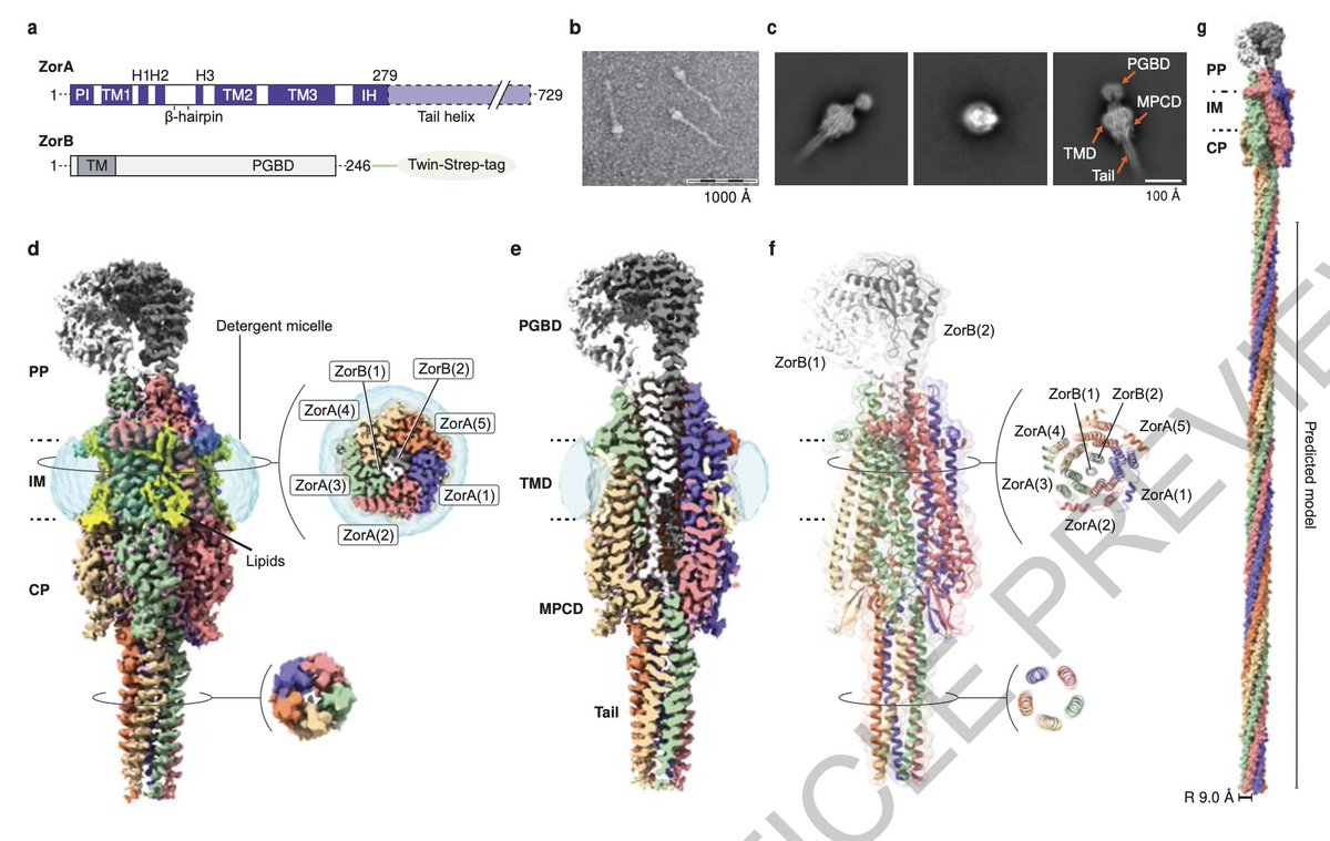 MemProtPDB's tweet photo. Structure and mechanism of the Zorya anti-phage defense system | Nature

https://t.co/5CX2xE7xOE https://t.co/6fBDJEf6BR