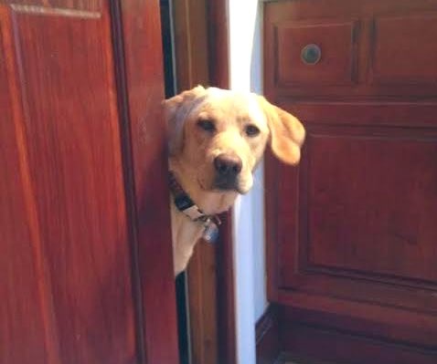 Vatenzi vangu varikungo Pera tsoka mahara , havaiwane Mari yoyo vakasa enda neni .