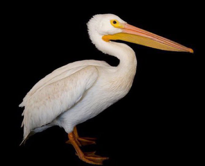 🚨BREAKING NEWS🚨 

S.T.A.R.S. Captain Albert Wesker has been eaten by a pelican.