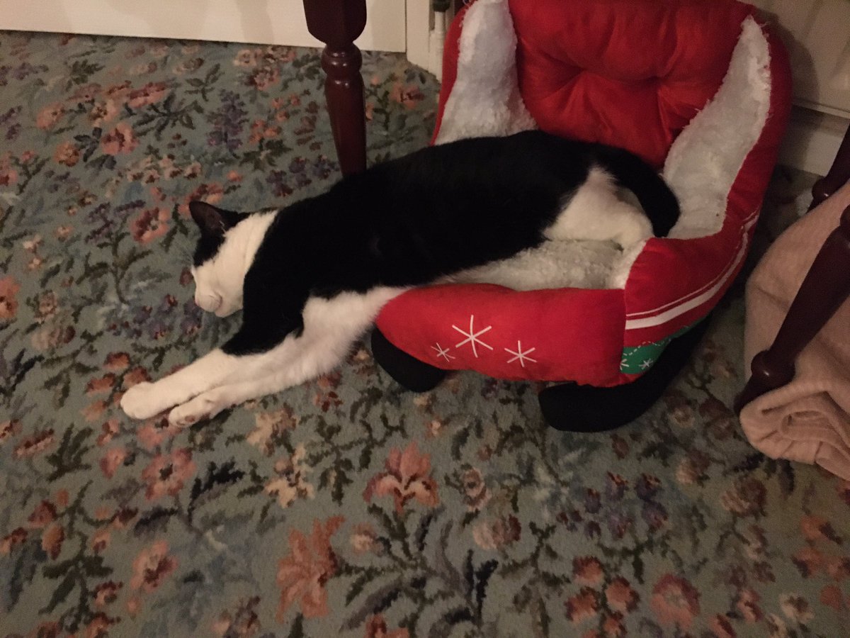 LittleLemonAid's tweet photo. Kitkat is now a fully fledged member of the family. He likes to snooze a lot &amp; stretch his legs. He’s even decided to take over the guinea pig bed even though it’s a tad small 🐈‍⬛🥰🤣🤣 https://t.co/mTNHcQ9kJu