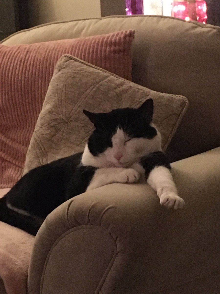 LittleLemonAid's tweet photo. Kitkat is now a fully fledged member of the family. He likes to snooze a lot &amp; stretch his legs. He’s even decided to take over the guinea pig bed even though it’s a tad small 🐈‍⬛🥰🤣🤣 https://t.co/mTNHcQ9kJu
