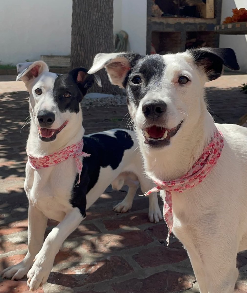 Camila Suster tweet media