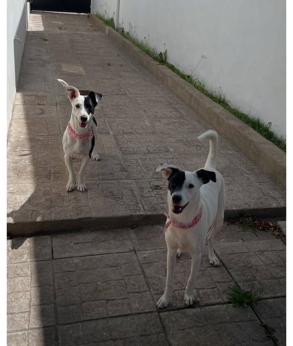 Camila Suster tweet media